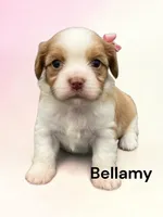 Bellamy, a female Cavalier King Charles Spaniel for sale in DeMotte, IN – 1 of 1