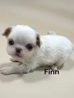 Finn, a male Japanese Chin for sale in DeMotte, IN – 2 of 2
