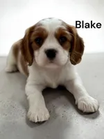 Blake, a male Cavalier King Charles Spaniel for sale in DeMotte, IN – 1 of 1