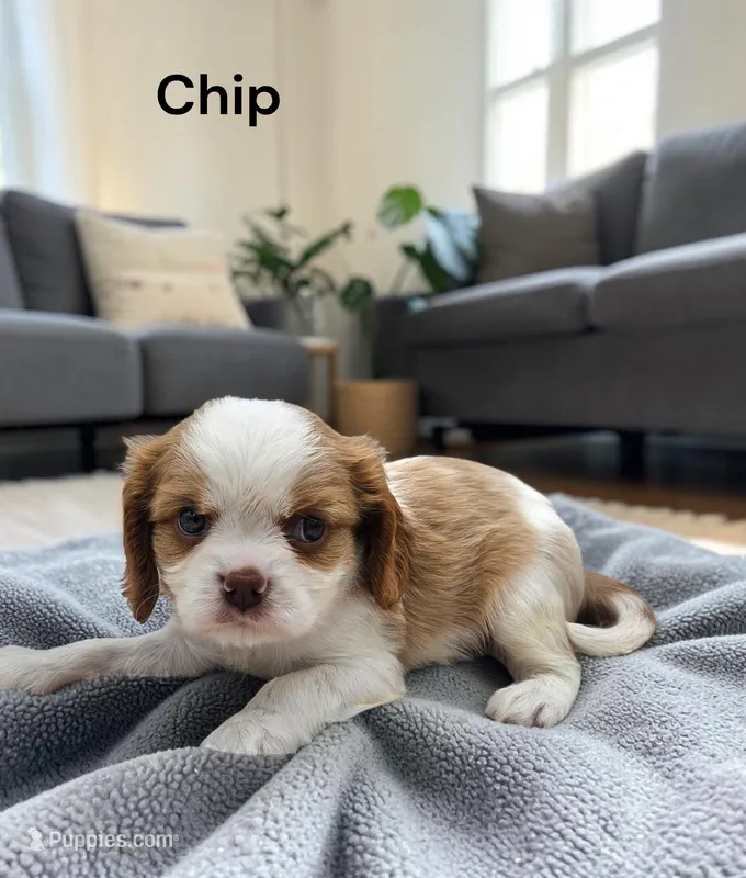 Chip (Chocolate Blenheim) – Cavalier King Charles Spaniel puppy for sale in DeMotte, IN