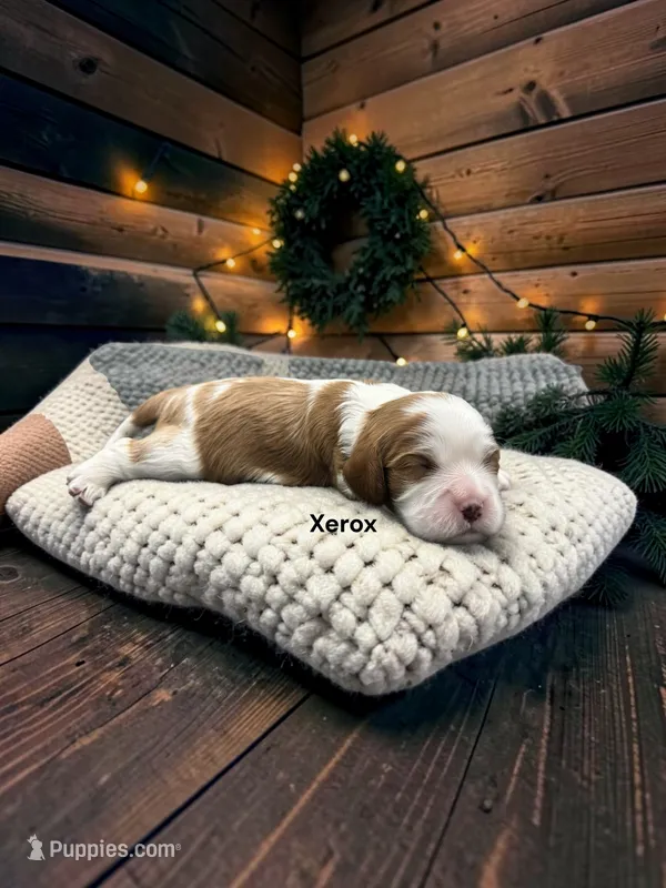 Xerox – Cavalier King Charles Spaniel puppy for sale in DeMotte, IN