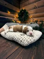 Xerox, a male Cavalier King Charles Spaniel for sale in DeMotte, IN – 1 of 1