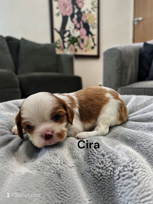 Cira (Chocolate Blenheim) – Cavalier King Charles Spaniel puppy for sale in DeMotte, IN