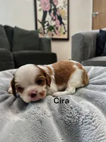Cira (Chocolate Blenheim), a female Cavalier King Charles Spaniel for sale in DeMotte, IN – 1 of 1