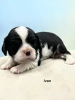 Ivan, a male Cavalier King Charles Spaniel for sale in DeMotte, IN – 1 of 1