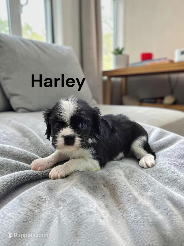 Harley (Black And White) – Cavalier King Charles Spaniel puppy for sale in DeMotte, IN