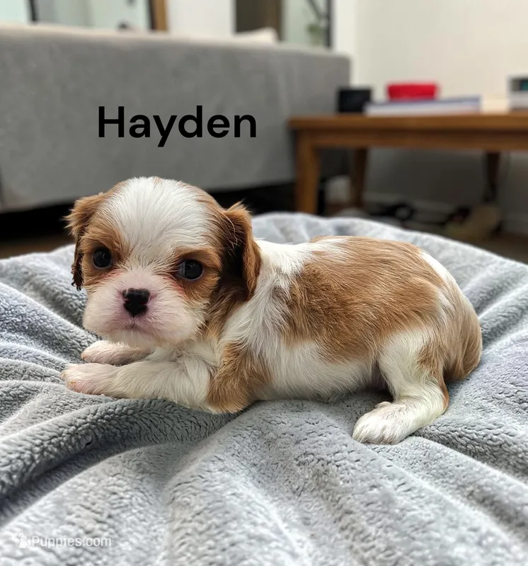Hayden – Cavalier King Charles Spaniel puppy for sale in DeMotte, IN