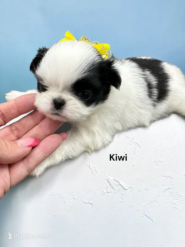 Kiwi – Japanese Chin puppy for sale in DeMotte, IN