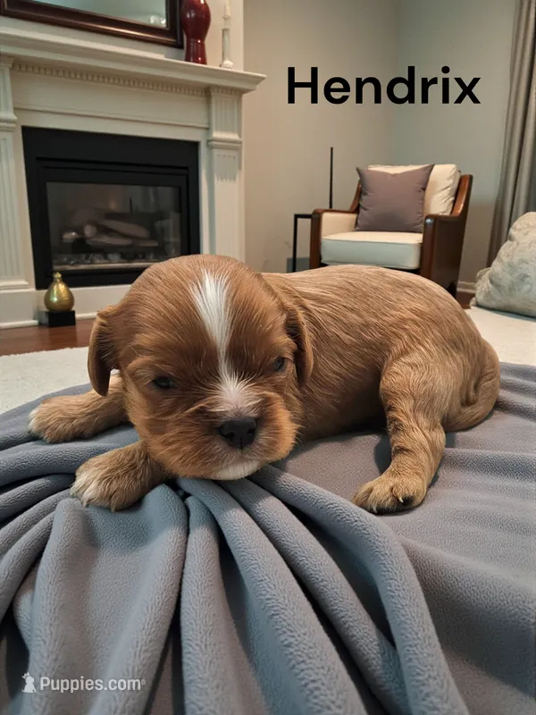 Hendrix – Cavalier King Charles Spaniel puppy for sale in DeMotte, IN