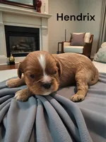 Hendrix, a male Cavalier King Charles Spaniel for sale in DeMotte, IN – 1 of 1