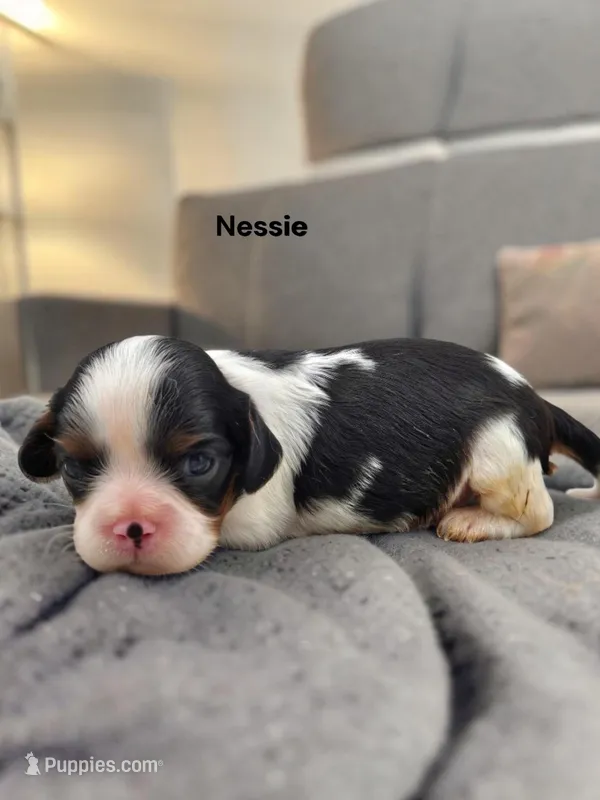 Nessie – Cavalier King Charles Spaniel puppy for sale in DeMotte, IN