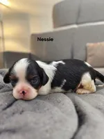Nessie, a female Cavalier King Charles Spaniel for sale in DeMotte, IN – 5 of 6