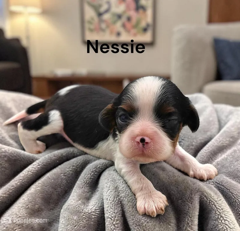Nessie – Cavalier King Charles Spaniel puppy for sale in DeMotte, IN