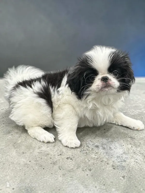 Carter – Japanese Chin puppy for sale in DeMotte, IN