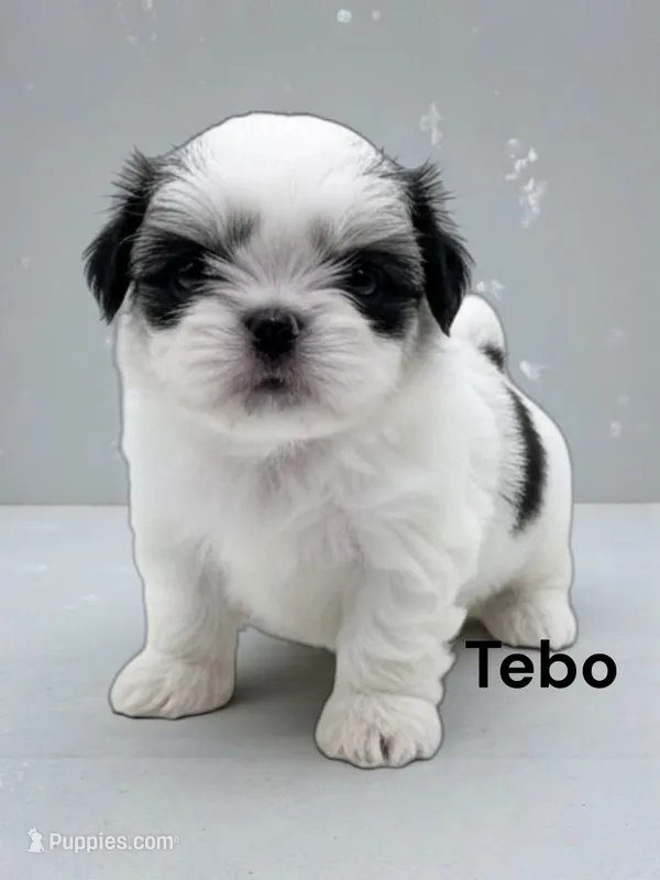 Tebo – Japanese Chin puppy for sale in DeMotte, IN