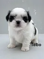 Tebo, a male Japanese Chin for sale in DeMotte, IN – 1 of 1