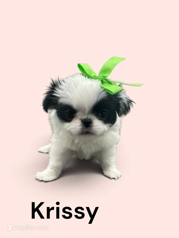 Krissy – Japanese Chin puppy for sale in DeMotte, IN