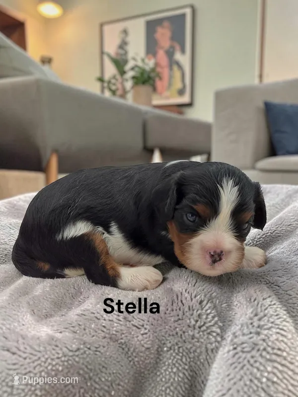 Stella – Cavalier King Charles Spaniel puppy for sale in DeMotte, IN