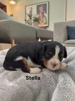 Stella, a female Cavalier King Charles Spaniel for sale in DeMotte, IN – 1 of 1