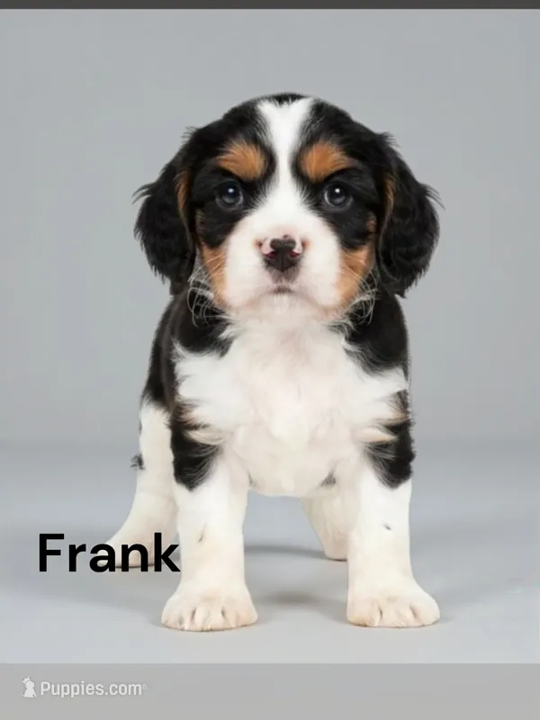 Frank – Cavalier King Charles Spaniel puppy for sale in DeMotte, IN