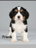 Frank, a male Cavalier King Charles Spaniel for sale in DeMotte, IN – 1 of 1