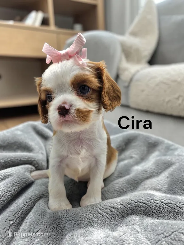 Cira (Chocolate Blenheim) – Cavalier King Charles Spaniel puppy for sale in DeMotte, IN
