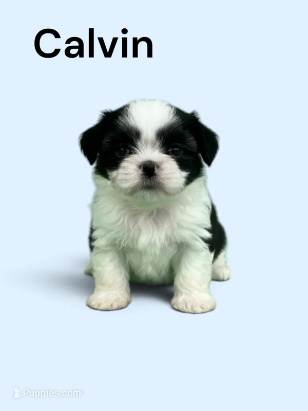 Calvin – Japanese Chin puppy for sale in DeMotte, IN