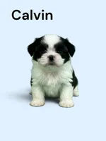 Calvin, a male Japanese Chin for sale in DeMotte, IN – 1 of 1