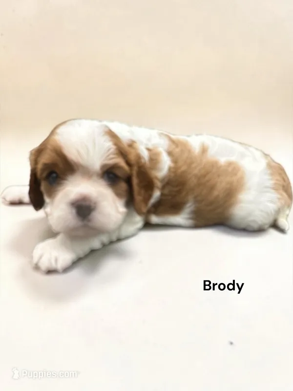 Brody – Cavalier King Charles Spaniel puppy for sale in DeMotte, IN