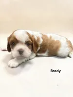 Brody, a male Cavalier King Charles Spaniel for sale in DeMotte, IN – 1 of 1