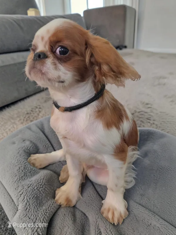 Gilbert – English Toy Spaniel puppy for sale in DeMotte, IN