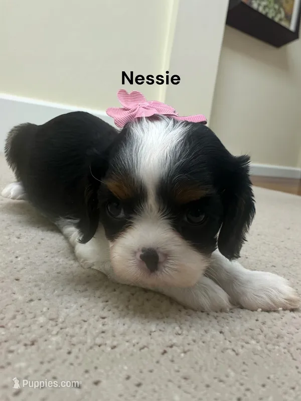 Nessie – Cavalier King Charles Spaniel puppy for sale in DeMotte, IN