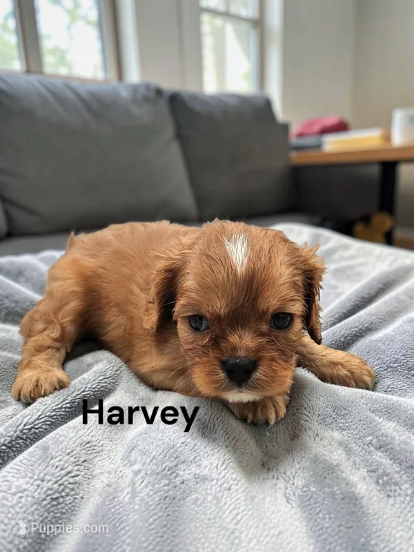 Harvey – Cavalier King Charles Spaniel puppy for sale in DeMotte, IN