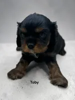 Toby, a male Cavalier King Charles Spaniel for sale in DeMotte, IN – 1 of 1