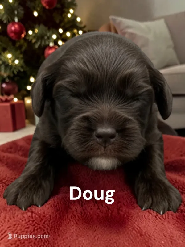 Doug (solid chocolate) – Cavalier King Charles Spaniel puppy for sale in DeMotte, IN