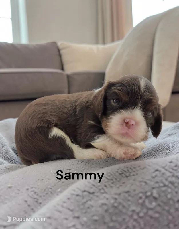 Sammy (Chocolate Tri) – Cavalier King Charles Spaniel puppy for sale in DeMotte, IN