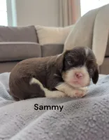 Sammy (Chocolate Tri), a male Cavalier King Charles Spaniel for sale in DeMotte, IN – 1 of 1