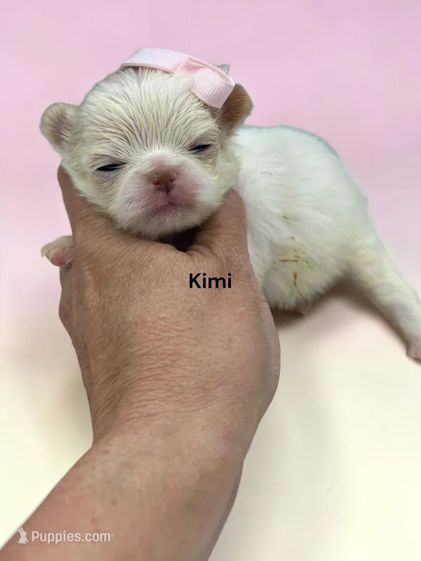 Kimi – Japanese Chin puppy for sale in DeMotte, IN