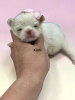 Kimi, a female Japanese Chin for sale in DeMotte, IN – 1 of 1