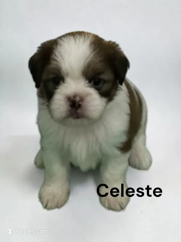 Celeste – Japanese Chin puppy for sale in DeMotte, IN