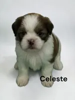Celeste, a female Japanese Chin for sale in DeMotte, IN – 1 of 1