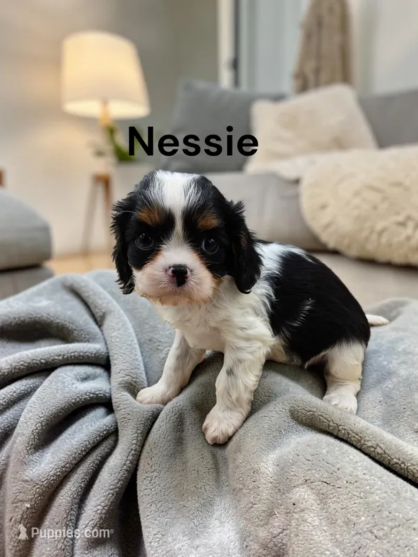 Nessie – Cavalier King Charles Spaniel puppy for sale in DeMotte, IN