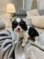 Nessie, a female Cavalier King Charles Spaniel for sale in DeMotte, IN – 1 of 6
