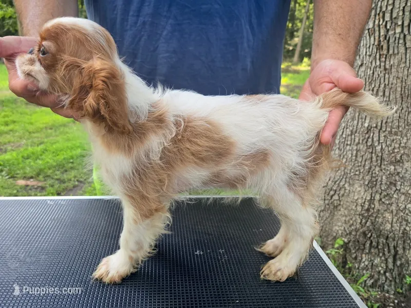 Gilbert – English Toy Spaniel puppy for sale in DeMotte, IN
