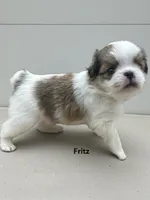 Fritz, a male Japanese Chin for sale in DeMotte, IN – 1 of 1