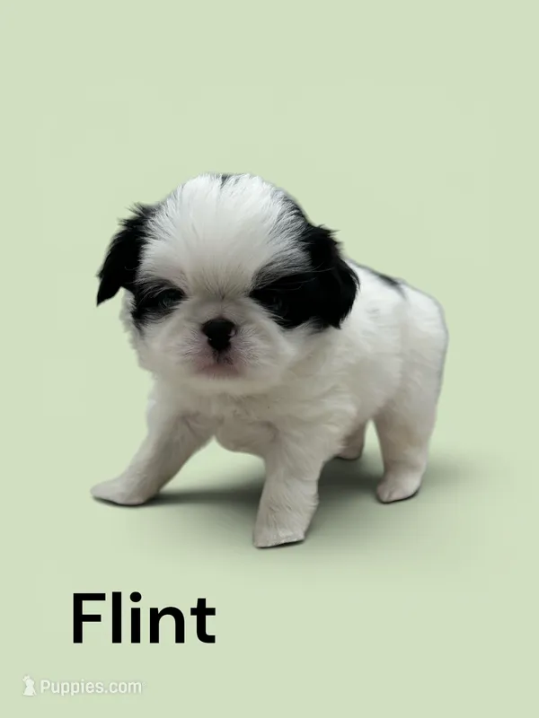 Flint – Japanese Chin puppy for sale in DeMotte, IN