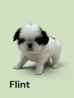 Flint, a male Japanese Chin for sale in DeMotte, IN – 1 of 1