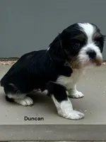 Dunkin, a male Cavalier King Charles Spaniel for sale in DeMotte, IN – Photo 1 of 2