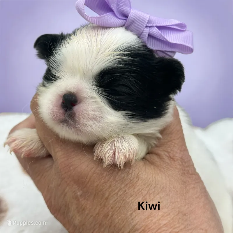 Kiwi – Japanese Chin puppy for sale in DeMotte, IN