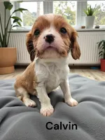 processed/4929f446-ed6a-4190-bf9a-bb953a730695/listing/dbef707c-3984-4b93-bd54-5c1de1b2e508/83598a0a-00df-4c8b-a381-d1c976394019